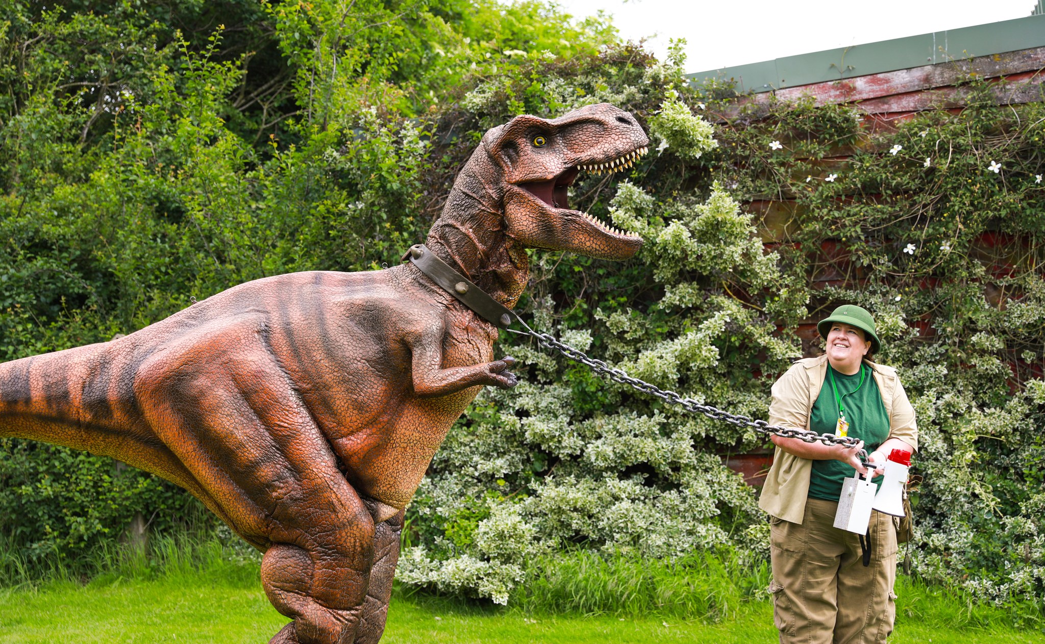 Dino Week Twinlakes A large, realistic dinosaur statue with an open mouth is outdoors on grass, held on a chain leash by a person wearing a brimmed hat and outdoor clothing, with dense green foliage and a brick wall covered in plants in the background.