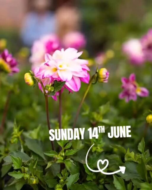 LOROS Day at Gates Garden Centre🌿

Join a fun-filled charity day on Sun 14 June (10 - 4)💛
🎪 Circus fun | 🚗 Vintage cars | 🐴 UK’s smallest pony 
🎈 Inflatables | 🚒 Fire engine (11am–1pm) | 🍔 Delicious food vans
👮 Test the sirens | 🐯 Leicester Tigers and friends
🎟️ Plus a huge LOROS Prize Draw! 

Support LOROS Hospice and enjoy a great day out!
👉 Bring the family and get involved!

 #WhatsOnMelton #FamilyFun #LOROS #visitleiecester  DaysOutLeicestershire