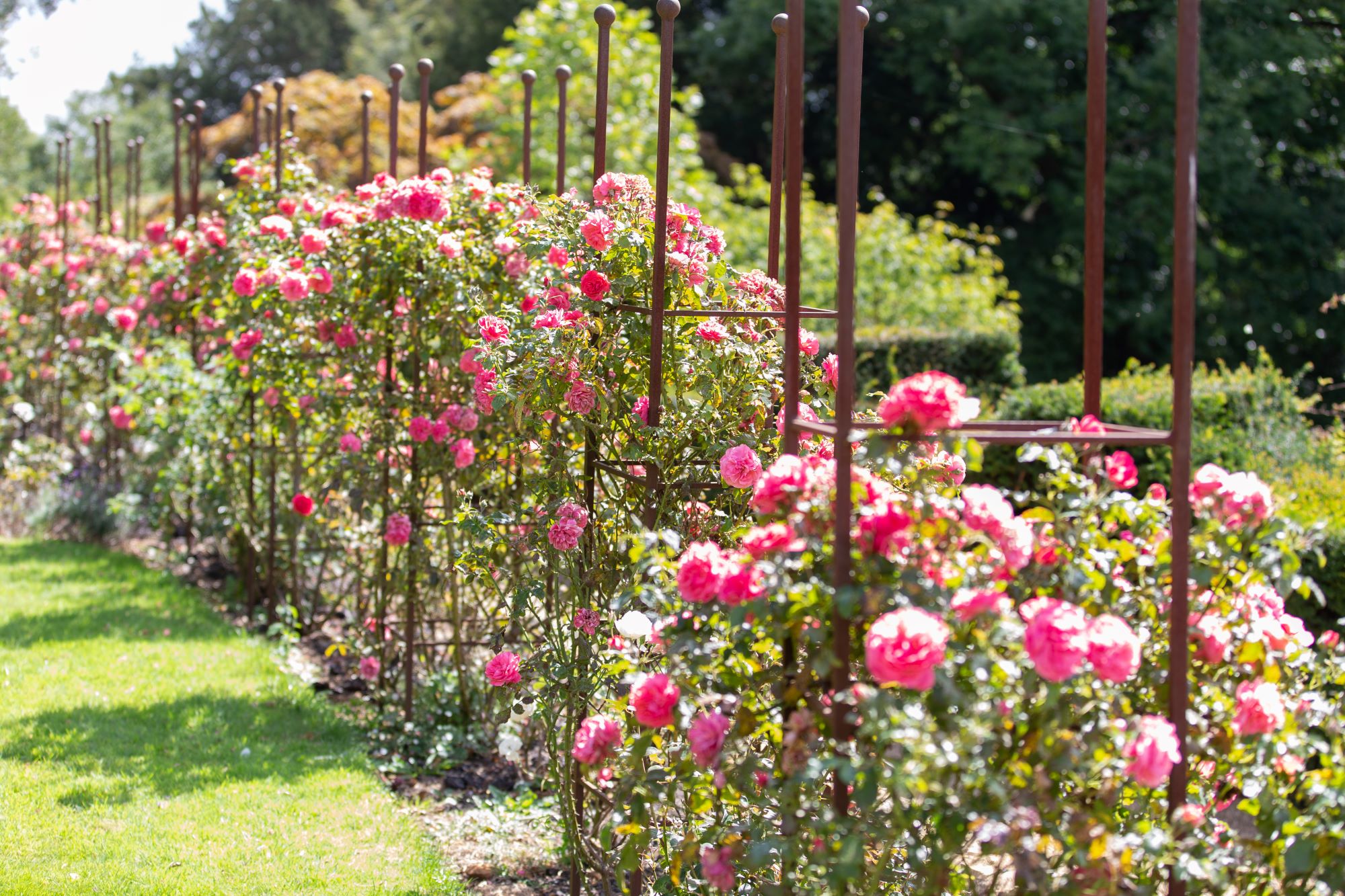 Flower and Garden Show at Belvoir Castle (3)-min