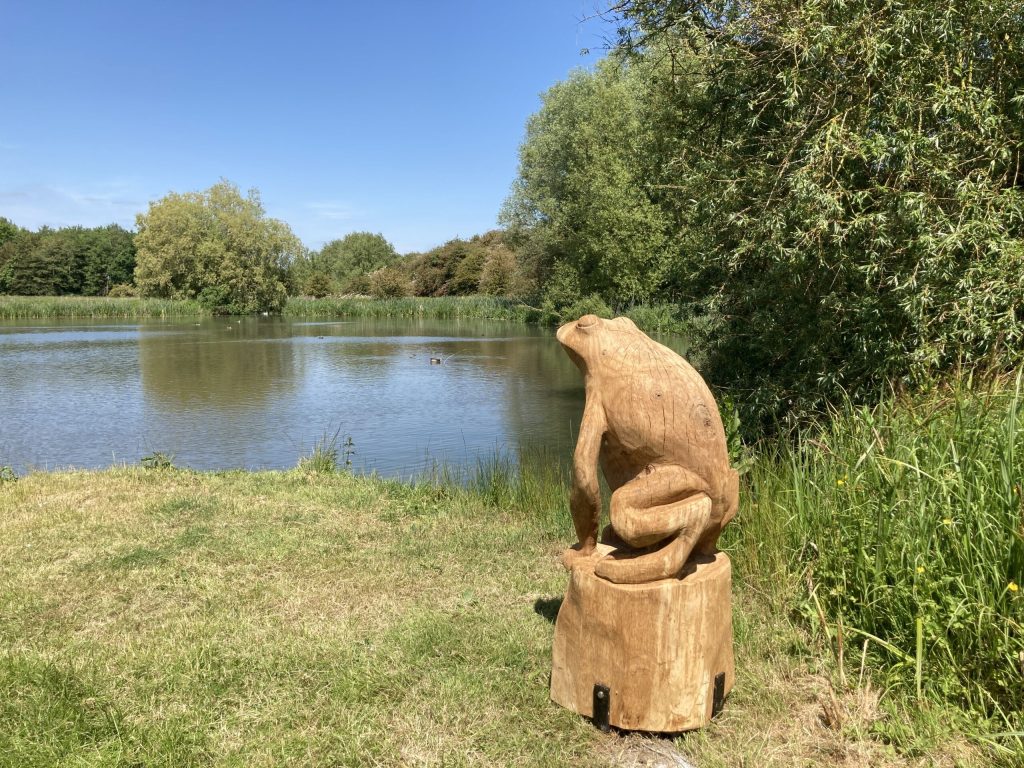 Frog-overlooking-pond-scaled-1.jpg