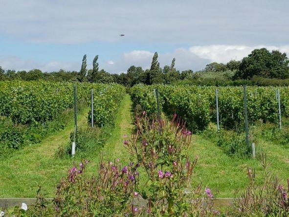 HWE-Vineyard-Pic.jpg