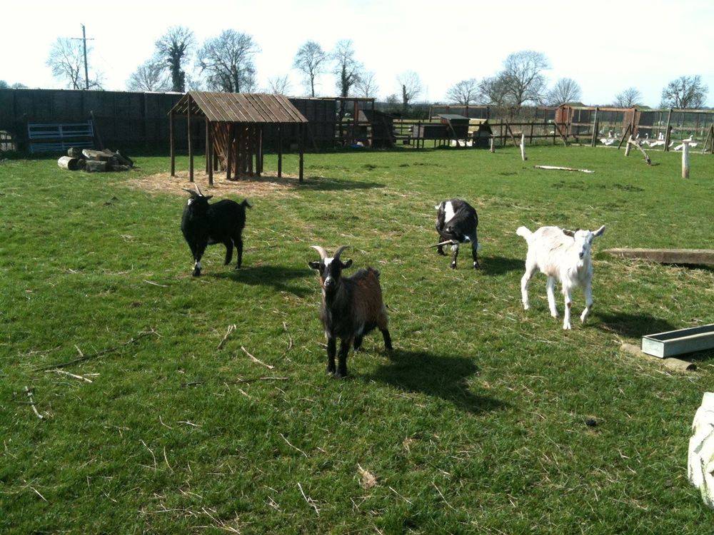 Little-Jacks-Farm.jpg
