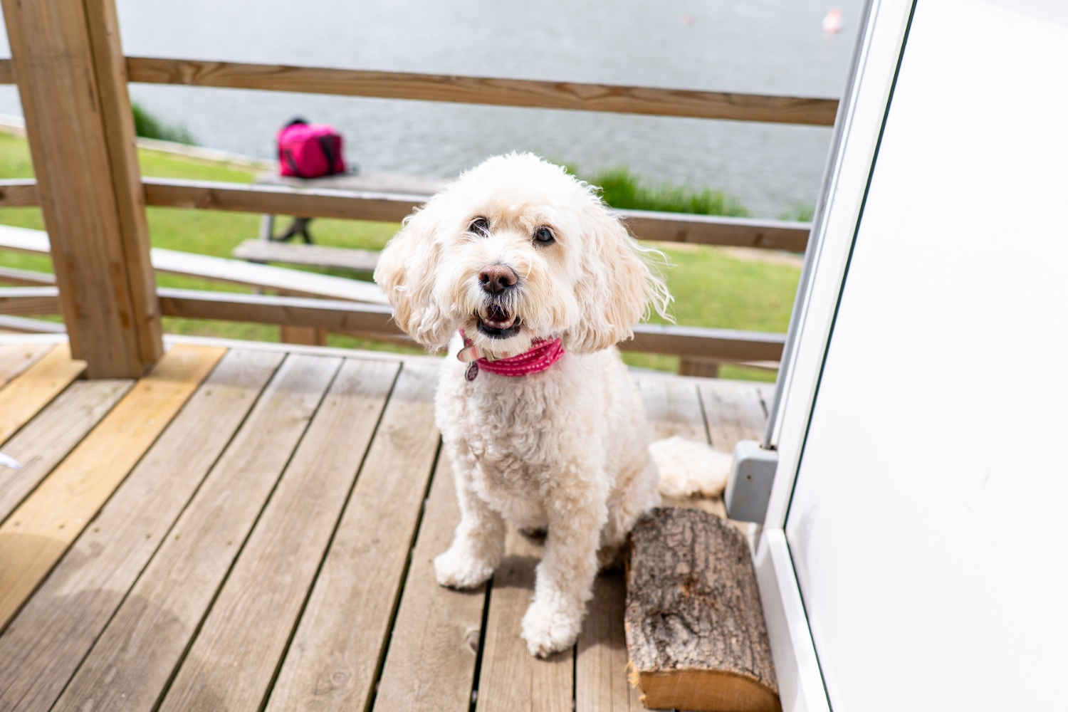 Dog friendly – Frisby Lakes
