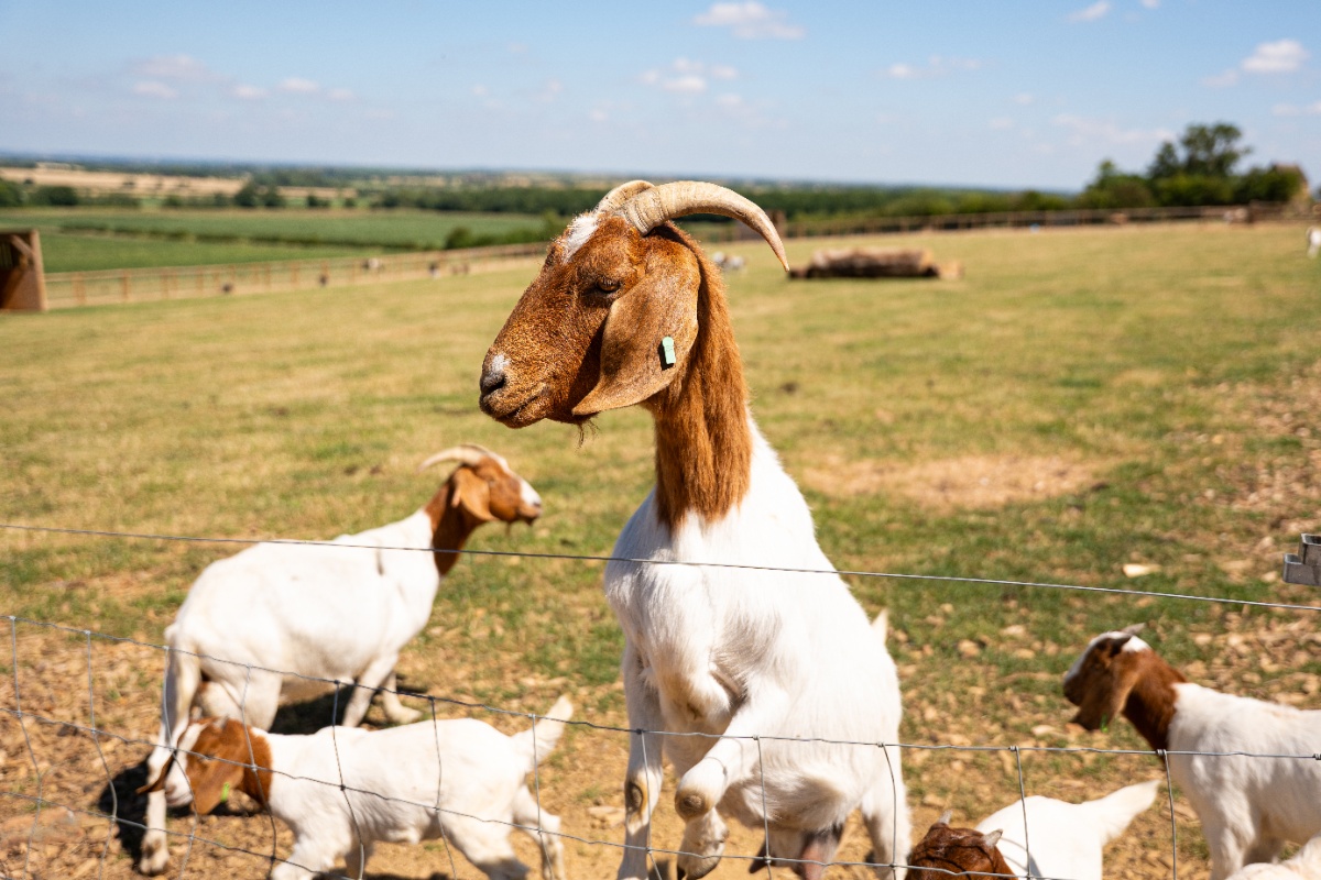 Belvoir Animal Park