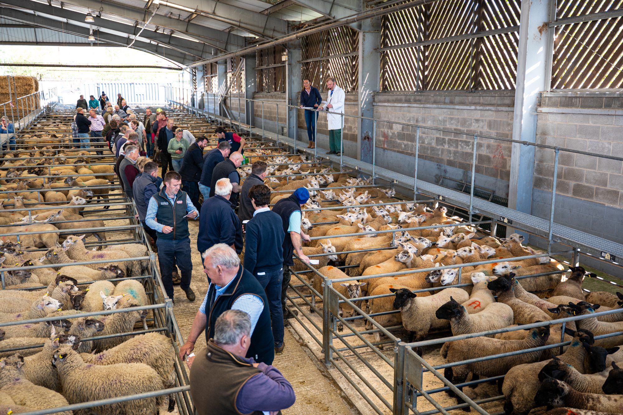 Melton livestock market auction