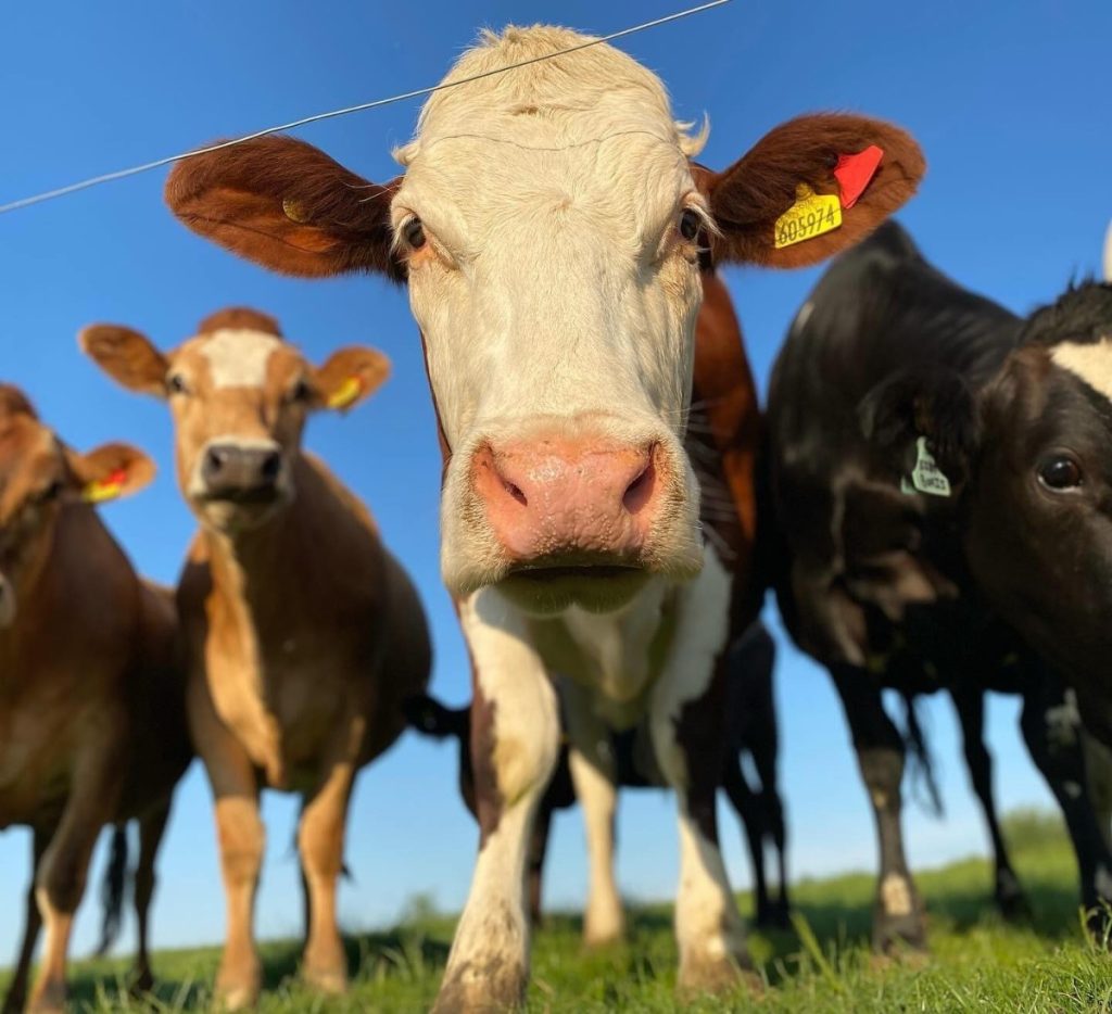 Clawson Farms Cows