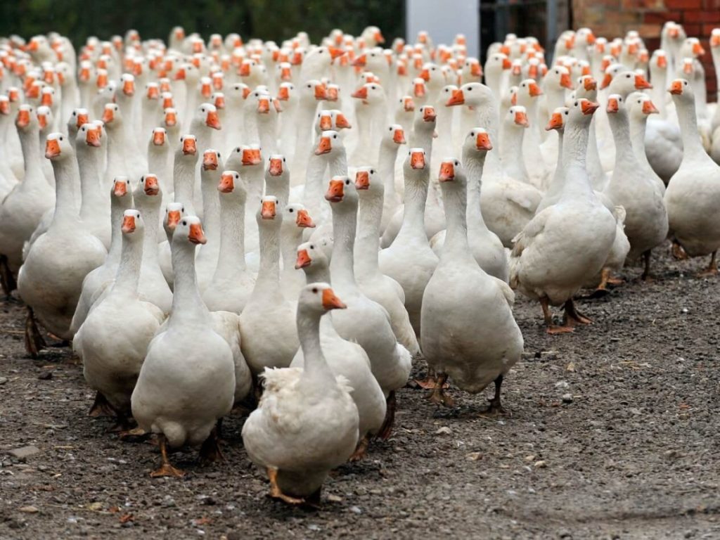Goose Parade at W E Botterill & Son