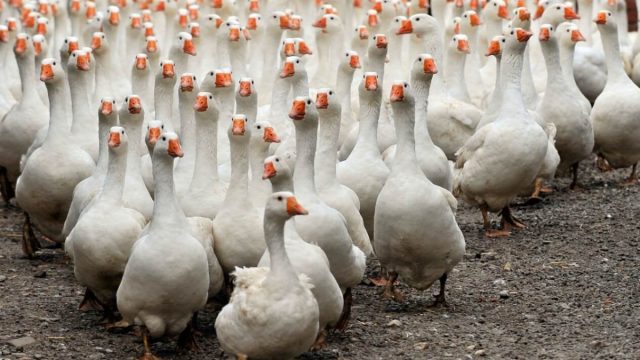 Goose Parade at W E Botterill & Son
