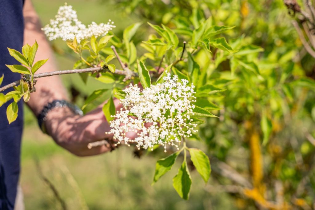 Belvoir Farm elderflower