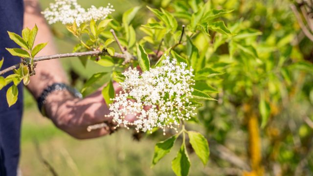 Belvoir Farm elderflower