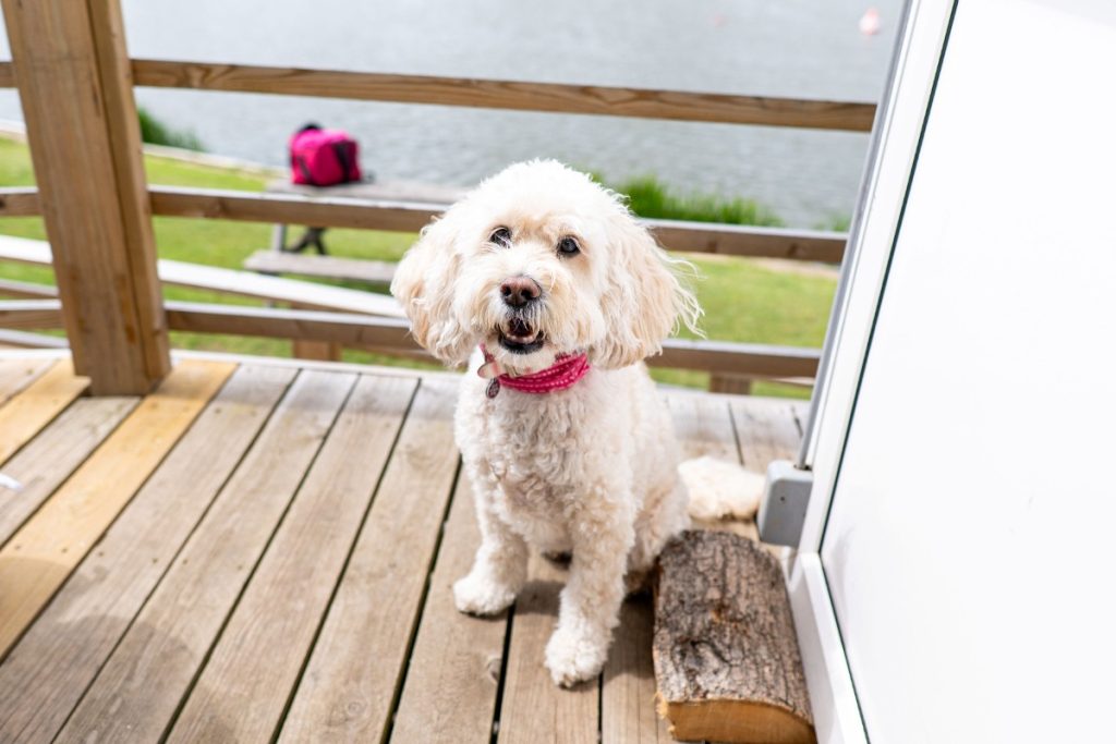 Frisby Lakes Cafe - dogs welcome