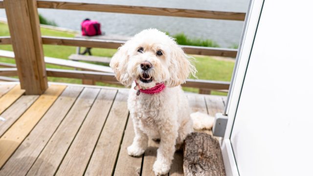 Frisby Lakes Cafe - dogs welcome