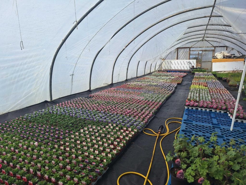 Hollands Nursery poly tunnel