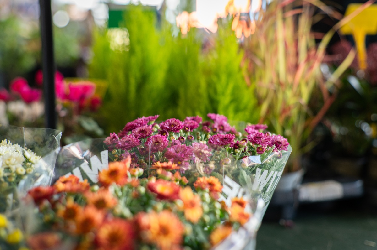 Melton Market Flowers