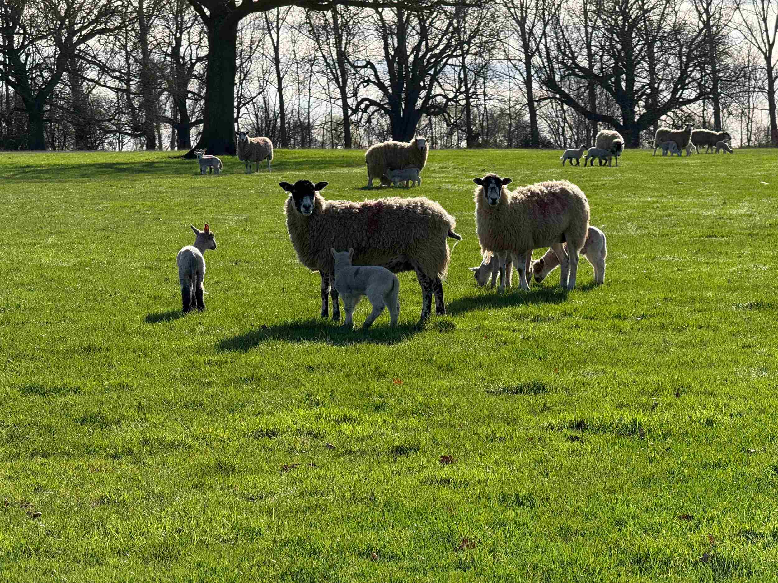 Sheep with lambs Sheep with lambs
