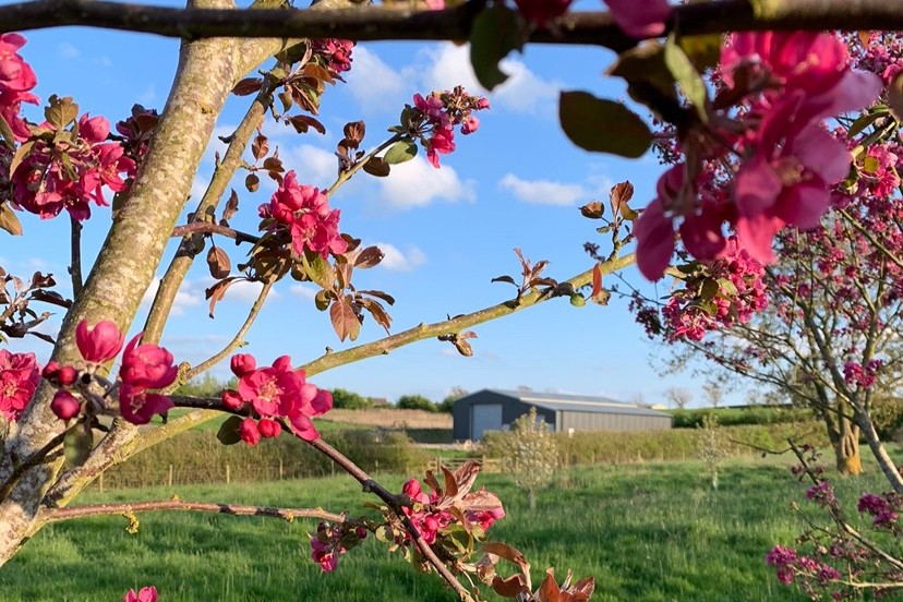 Pink apple blossom flowers and buds on tree branches in the foreground, with green orchard grass and a grey farm building in the distance under a bright blue sky with scattered clouds