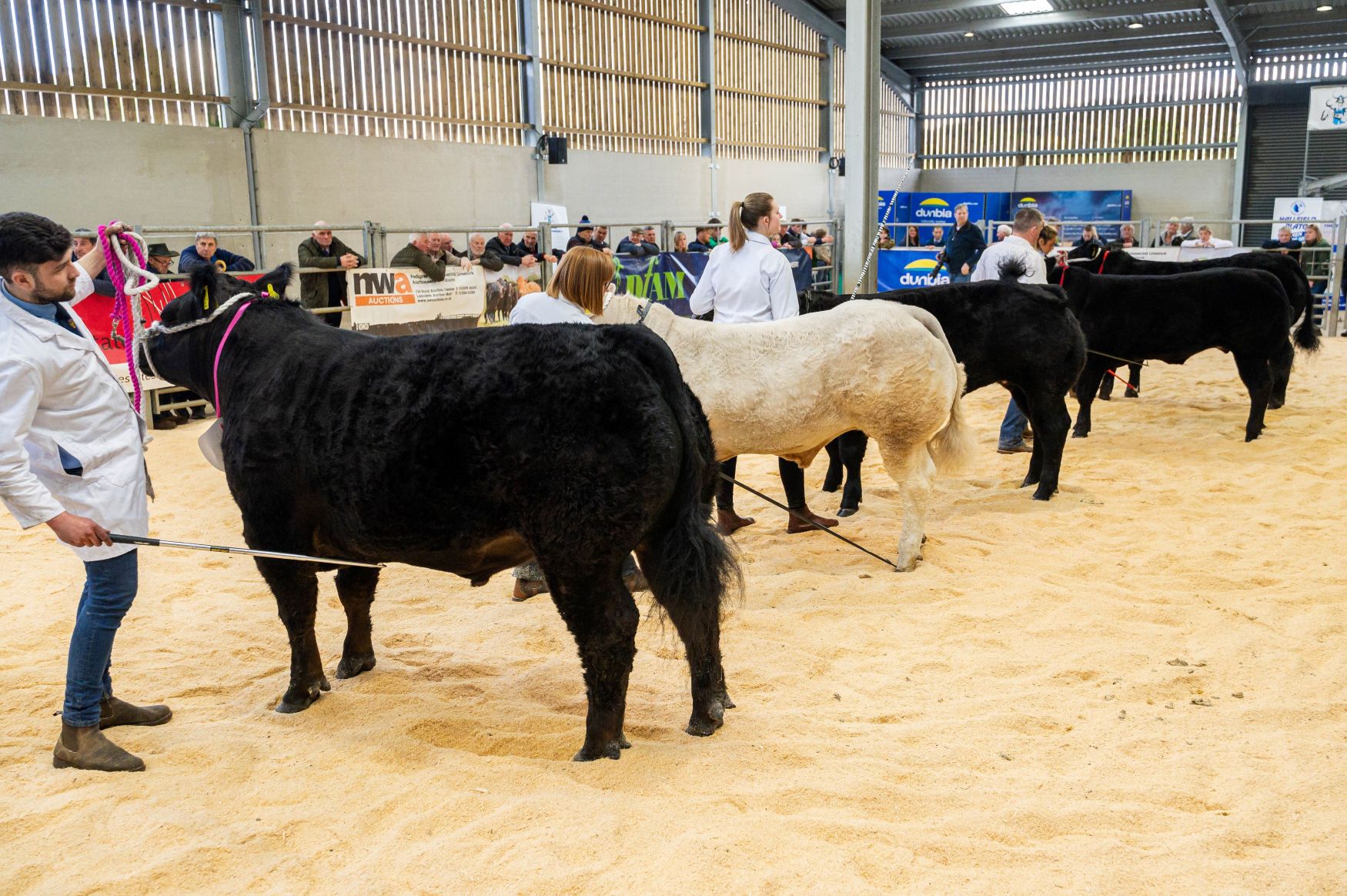 Beef Expo Several beef cattle are lined up in an indoor judging ring, each held on a lead by handlers wearing white coats. Spectators stand behind metal barriers, and sponsor banners are visible along the walls of the sand-covered arena.