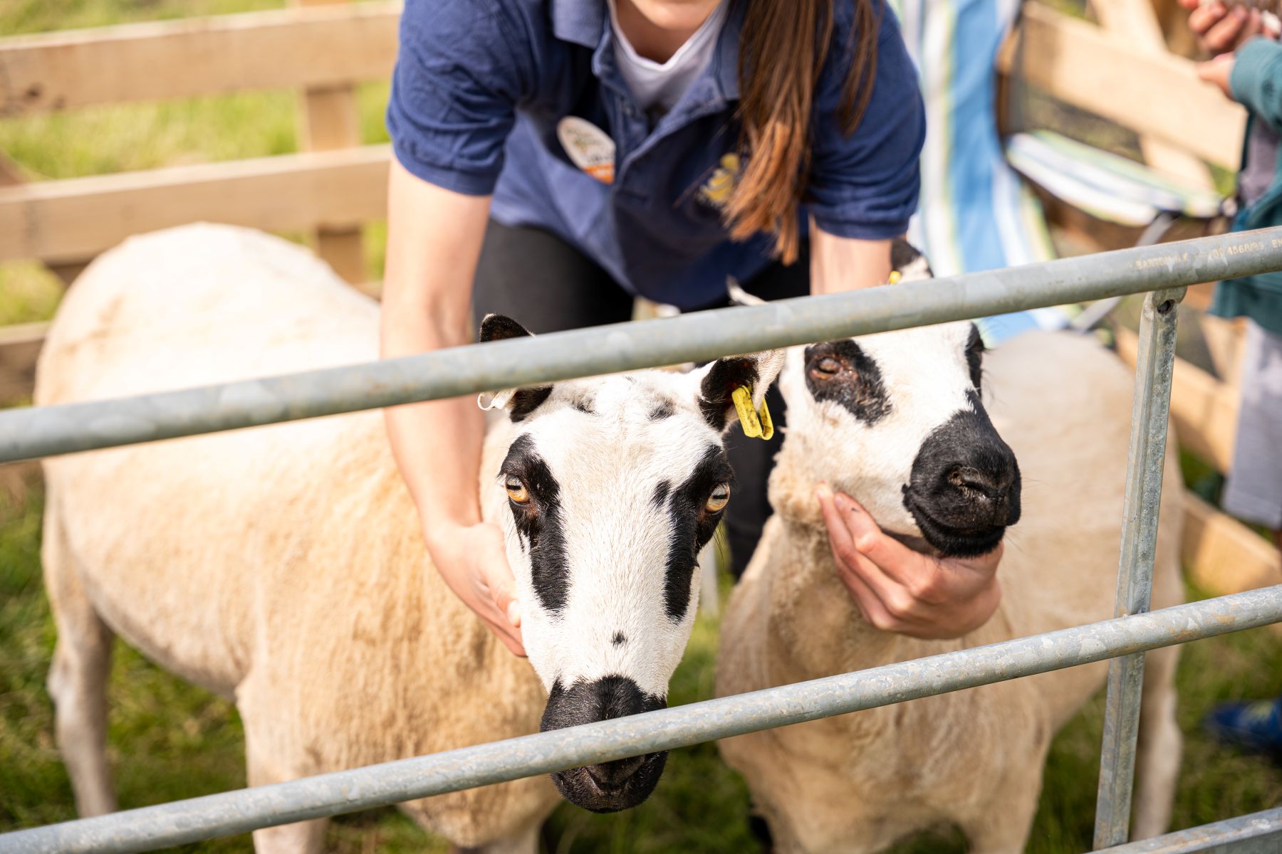 two sheep in a pen