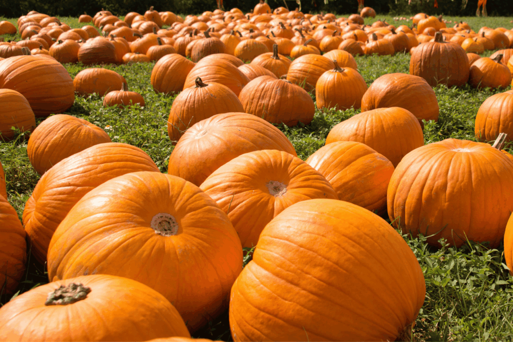 Hundreds of bright orange pumpkins scattered across a pumpkin patch.