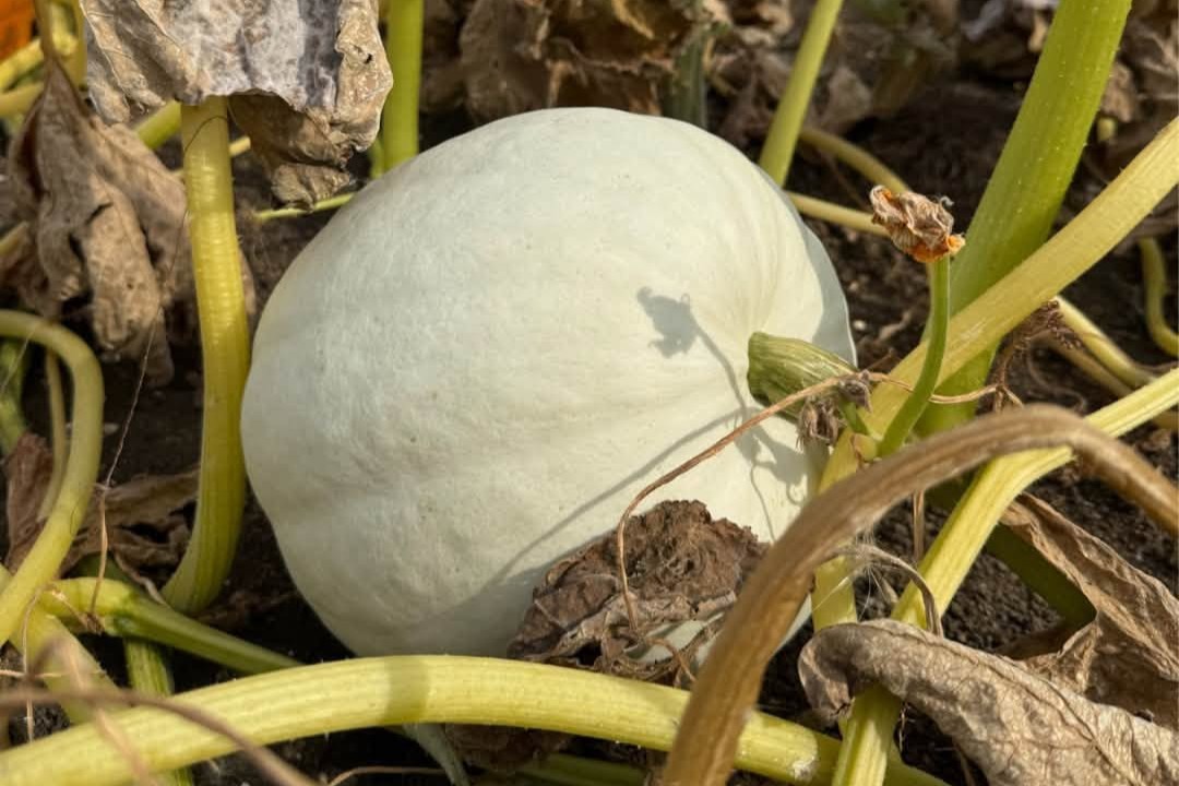 pumpkin growing in a field